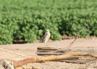 Burrowing Owl (17)