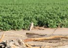 Burrowing Owl (18)