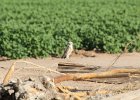 Burrowing Owl (19)