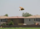Burrowing Owl (2)
