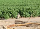 Burrowing Owl (21)