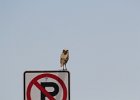 Burrowing Owl (23)