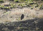 Burrowing Owl (24)