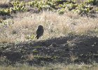 Burrowing Owl (25)