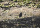 Burrowing Owl (26)