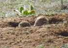 Burrowing Owl (28)