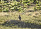 Burrowing Owl (30)