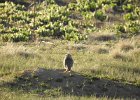 Burrowing Owl (33)