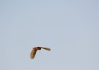 Burrowing Owl (4)