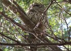 101Barred Owl