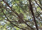Barred Owl (1)