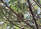Barred Owl (2)