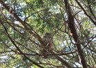 Barred Owl (3)