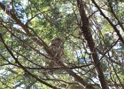 Barred Owl (4)