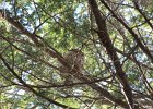 Barred Owl (5)