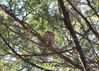 Barred Owl (6)