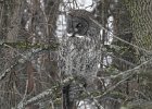 Great Gray Owl (1)