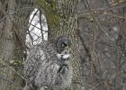 Great Gray Owl (10)