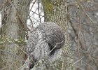 Great Gray Owl (11)