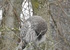 Great Gray Owl (12)