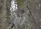 Great Gray Owl (13)
