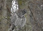 Great Gray Owl (14)