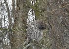 Great Gray Owl (15)