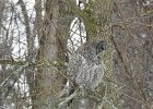 Great Gray Owl (16)