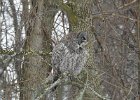 Great Gray Owl (17)