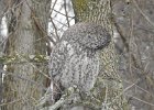 Great Gray Owl (18)