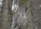 Great Gray Owl (19)