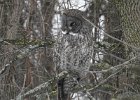 Great Gray Owl (2)