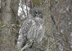 Great Gray Owl (20)