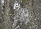Great Gray Owl (21)