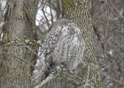 Great Gray Owl (22)