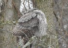 Great Gray Owl (23)