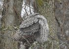 Great Gray Owl (24)