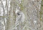 Great Gray Owl (25)