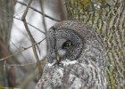 Great Gray Owl (26)