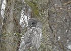 Great Gray Owl (27)
