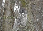 Great Gray Owl (28)
