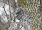 Great Gray Owl (29)