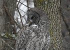 Great Gray Owl (3)