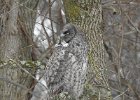 Great Gray Owl (30)