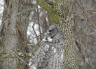 Great Gray Owl (31)