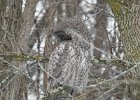 Great Gray Owl (32)