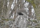 Great Gray Owl (33)