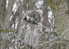Great Gray Owl (34)