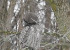 Great Gray Owl (35)
