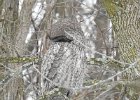 Great Gray Owl (36)